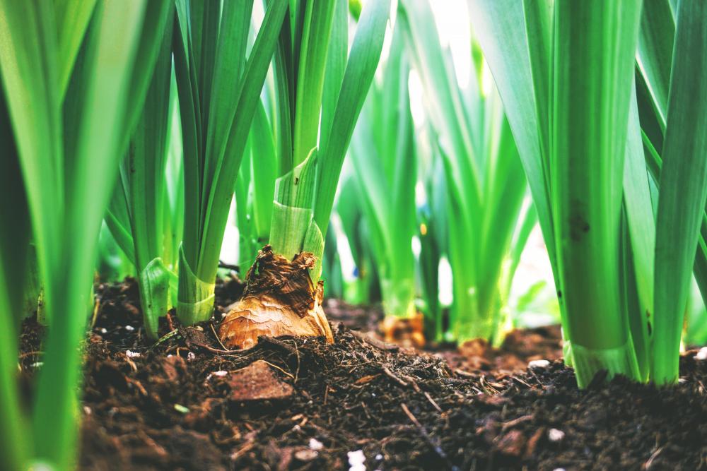 Fundación Aru desarrolla el proyecto Análisis prospectivo sobre la agricultura en tiempos de pandemia